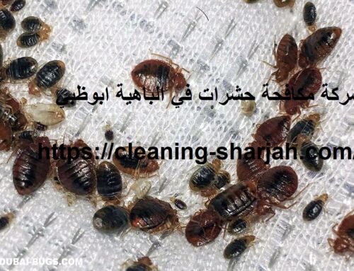 شركة مكافحة حشرات في الباهية ابوظبي |0559505474| رش حشرات