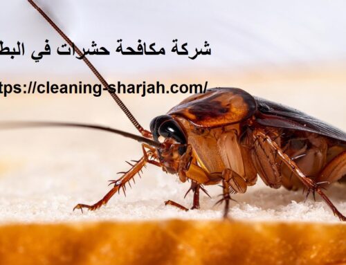 شركة مكافحة حشرات في البطين |0559505474| رش حشرات