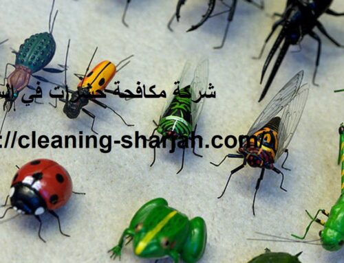 شركة مكافحة حشرات في السمحة |0559505474| رش حشرات