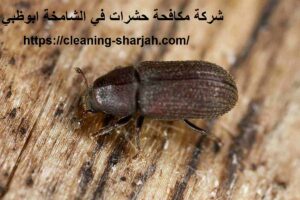 شركة مكافحة حشرات في الشامخة ابوظبي