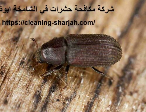 شركة مكافحة حشرات في الشامخة ابوظبي |0555131203
