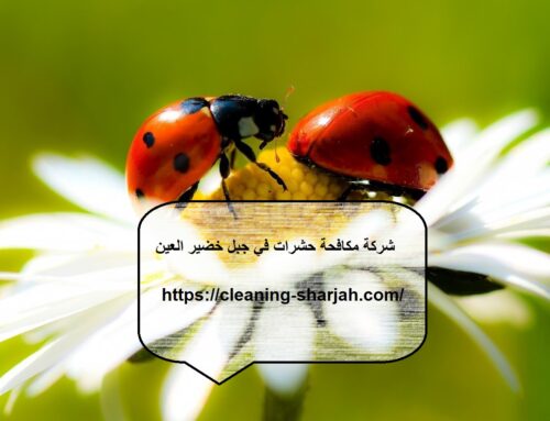 شركة مكافحة حشرات في جبل خضير العين |0559505474